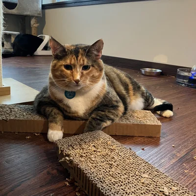 Sophie